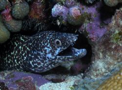 Moray eel and coral by Victoria Collins 